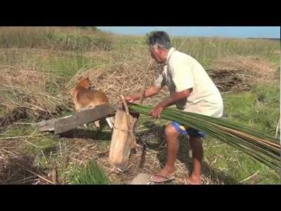 A Saga da Cebola